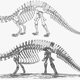 Image for article titled Brontosaurus Should Be Reinstated As A Distinct Dinosaur, Say Scientists